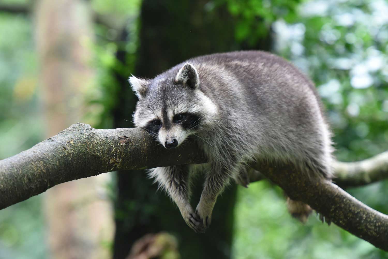Racoon Florida Wild Life Emangement