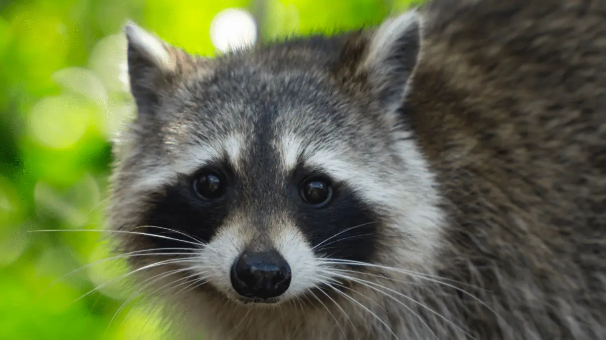 Racoon Final Florida Wild Life Emangement