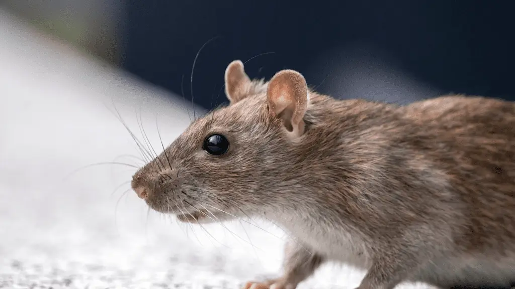 Rat Final Florida Wild Life Emangement