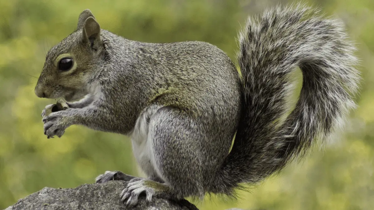 Squirrel Florida Wild Life Emangement