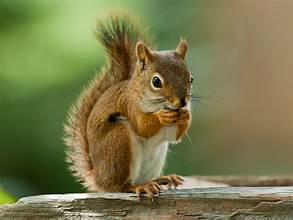 Squirrel Eating Florida Wild Life Emangement