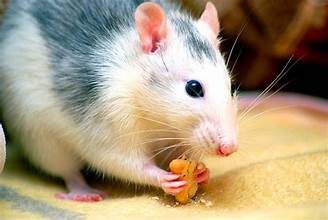 Rat eating Florida Wild Life Emangement