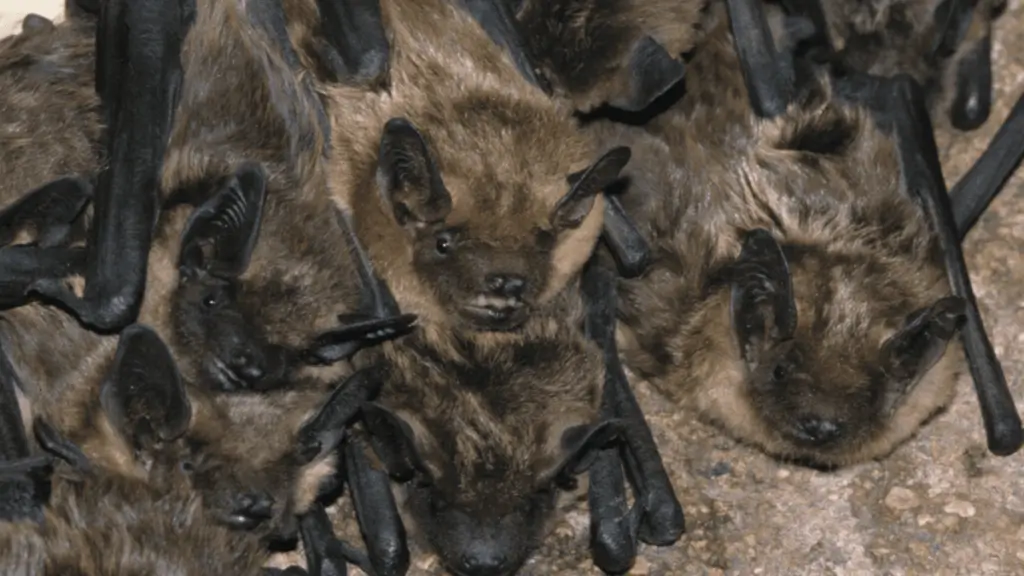 Bats Final Florida Wild Life Emangement