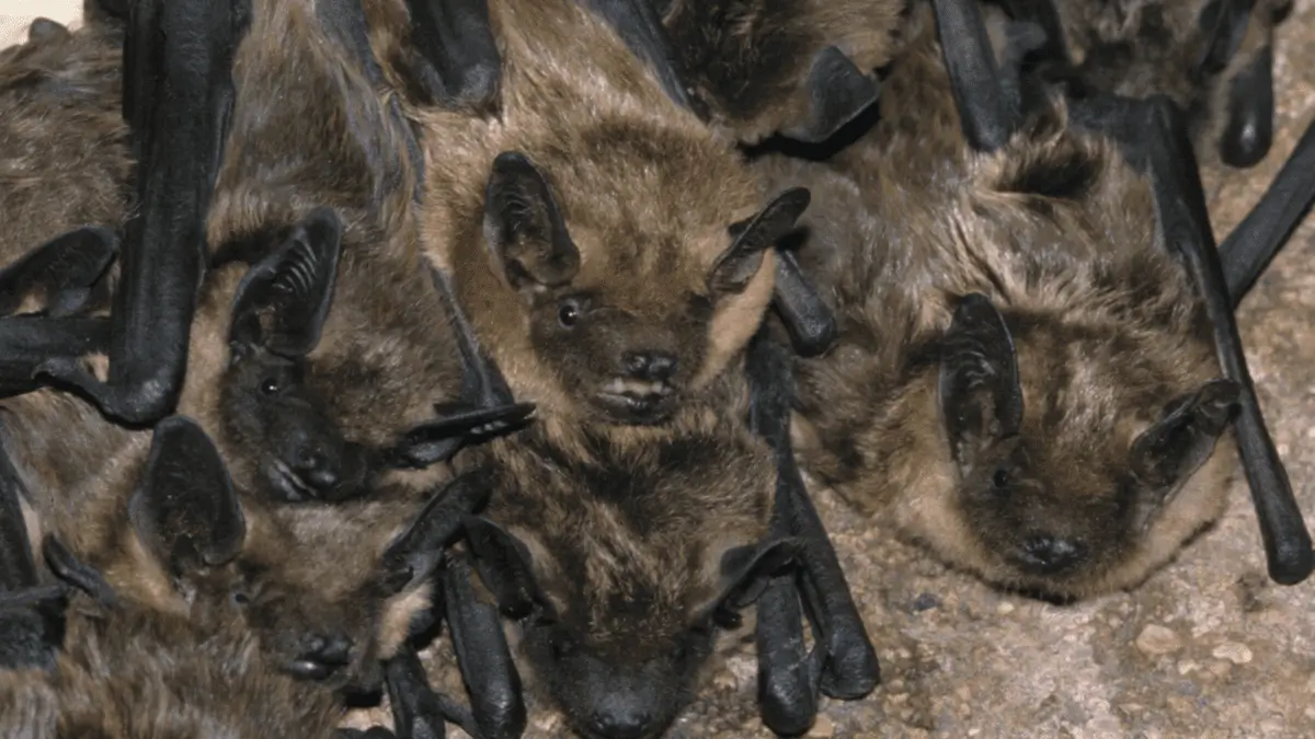 Bats Final Florida Wild Life Emangement