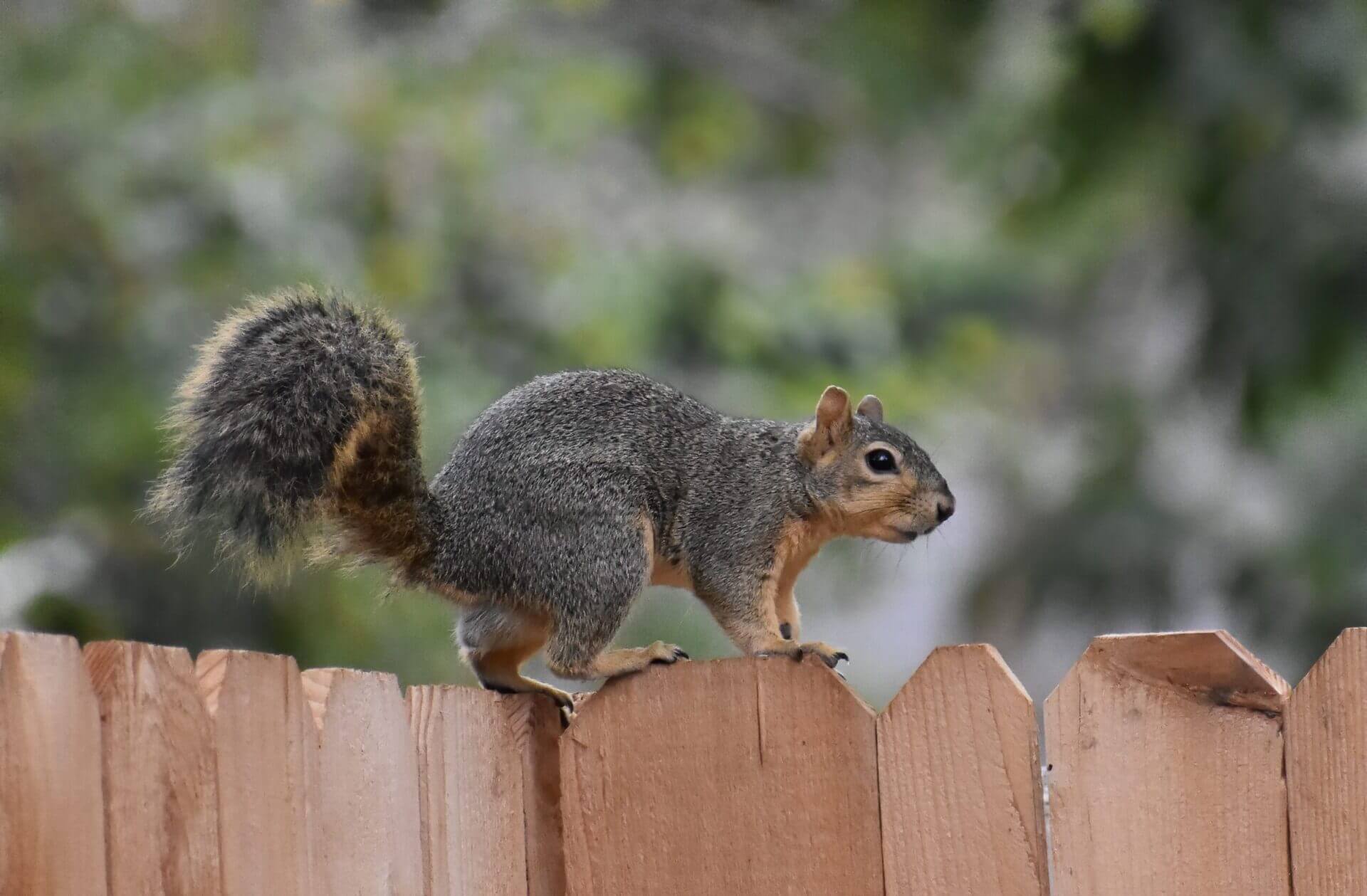 Fox Squirrel Florida Wild Life Emangement