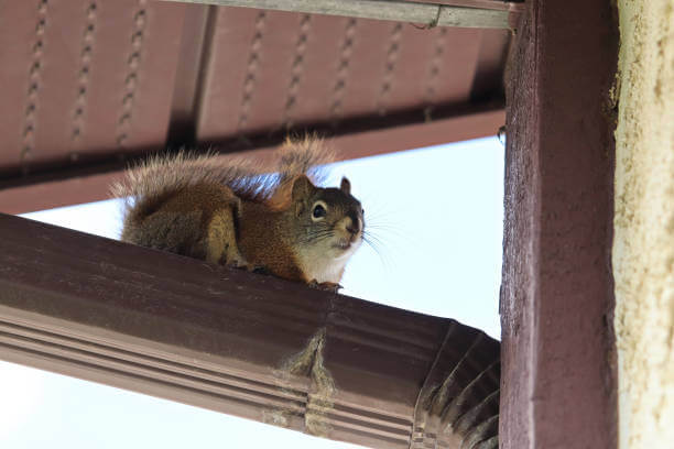 Istock photo Squirrel Florida Wild Life Emangement