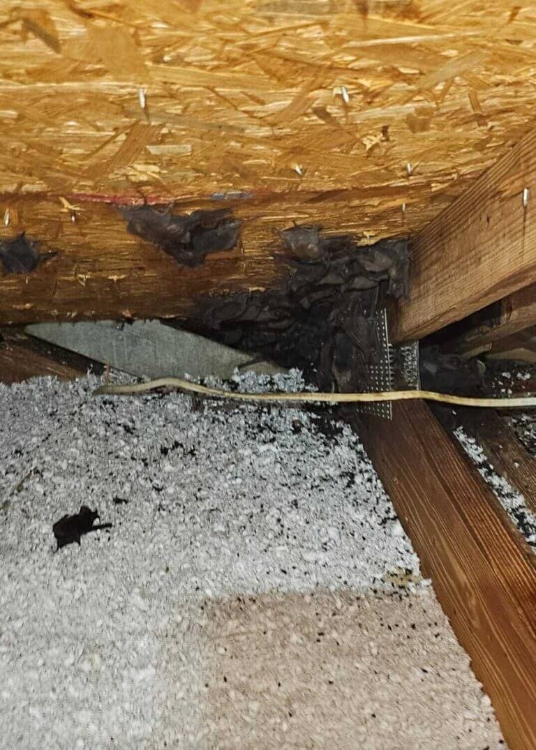 Bats Florida Wild Life Emangement