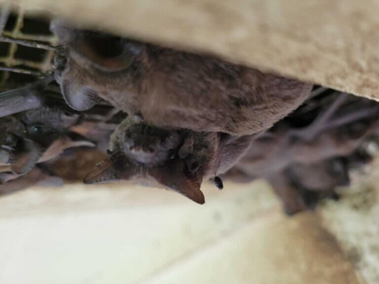 Bats Florida Wild Life Emangement