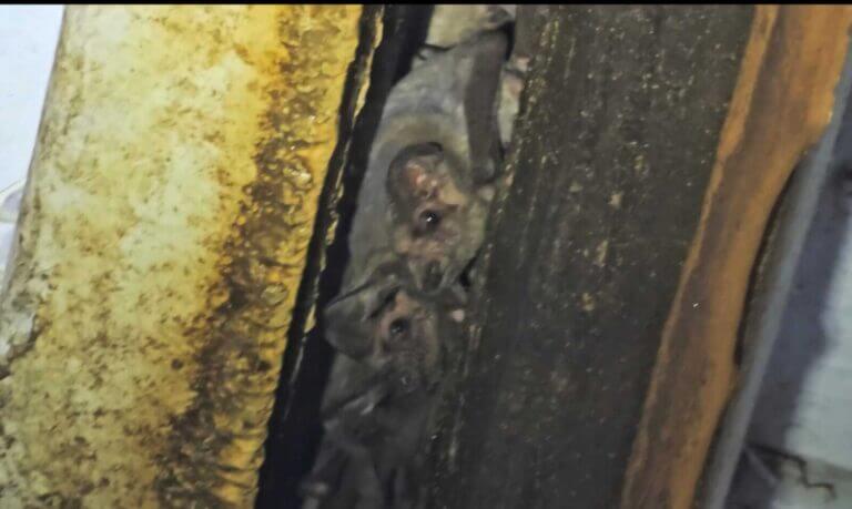Bat Florida Wild Life Emangement