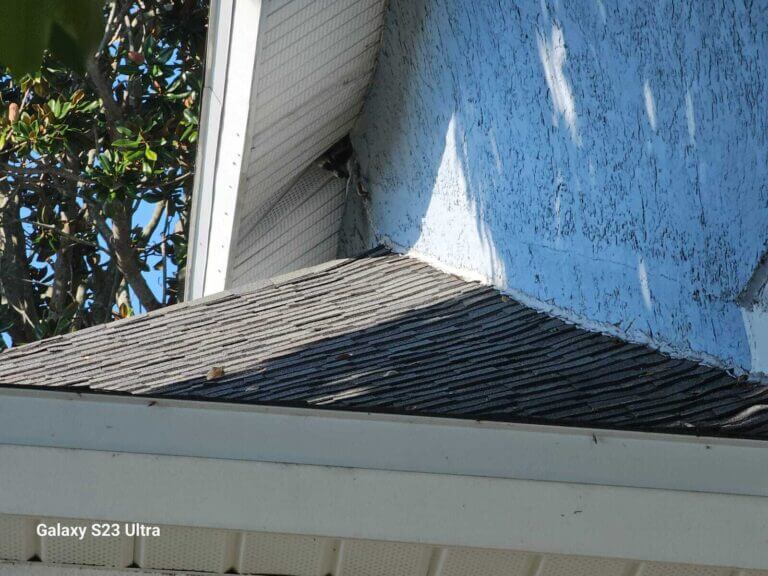 Raccons Florida Wild Life Emangement
