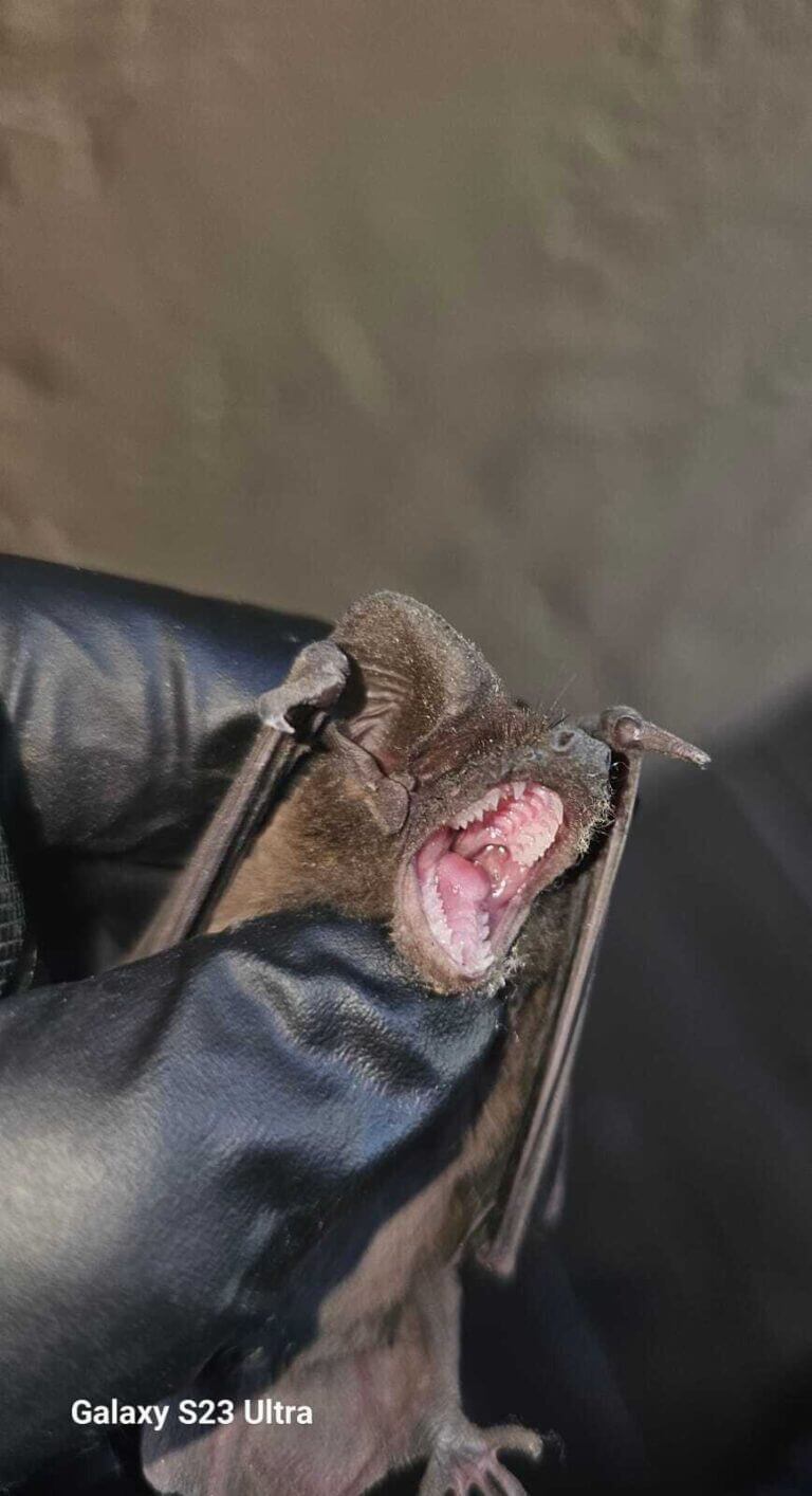 Bats open mouth Florida Wild Life Emangement