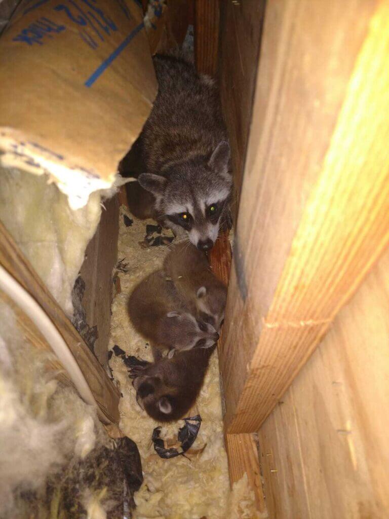 Racoons child Florida Wild Life Emangement