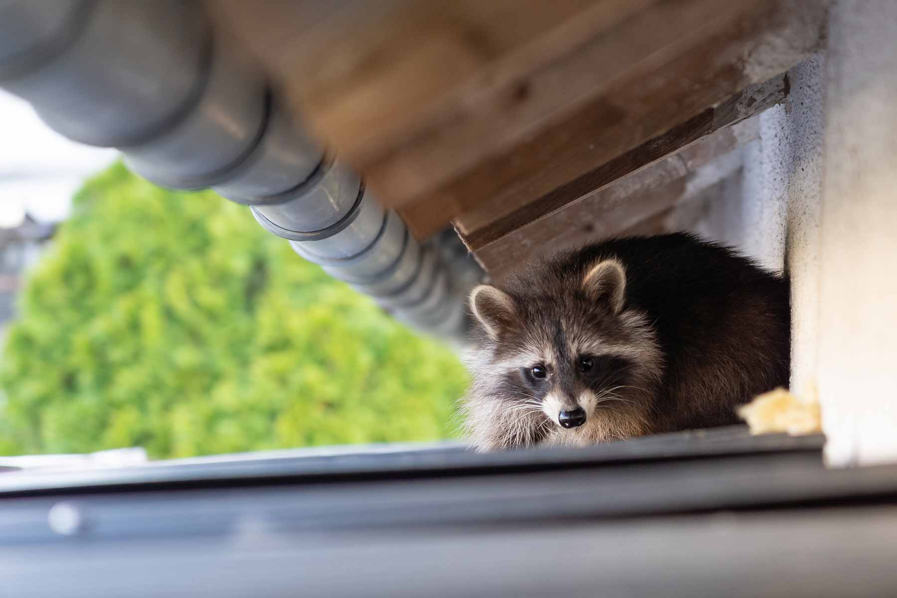 Racoons Sitting Florida Wild Life Emangement
